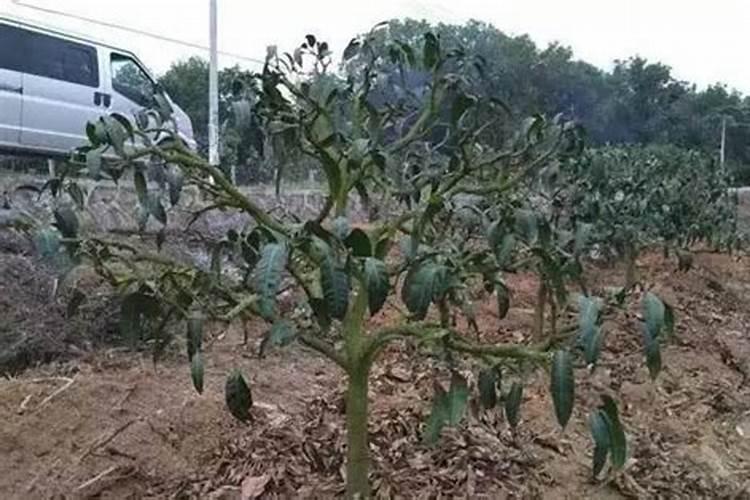 芒果用什么叶面肥好？