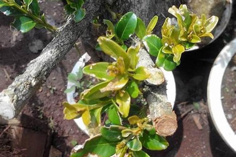 小叶黄杨的养殖方法和注意事项