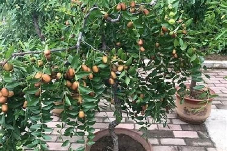 盆栽水果浇水施肥(盆栽水果用什么肥料好)