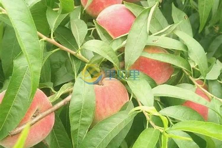 桃树施什么肥料桃子甜 如何施肥效果好