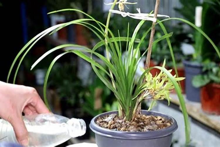 我种的建兰的花茎已经5厘米长了。还可以施肥吗？有必要吗？
