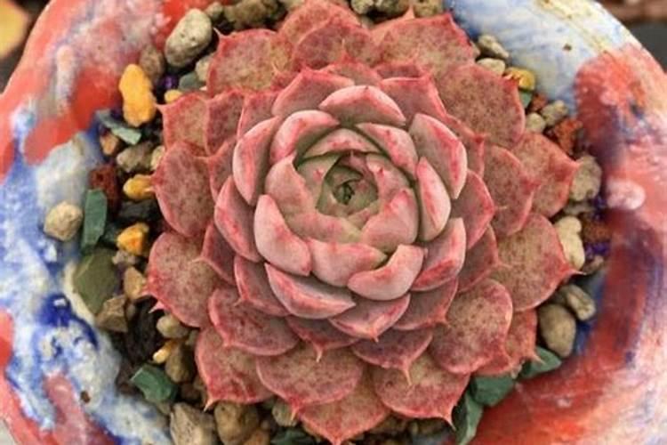 多肉叶片肥可以吧(多肉可以叶面施肥吗)