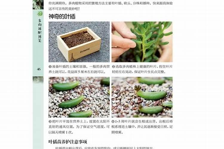 球兰怎么换盆