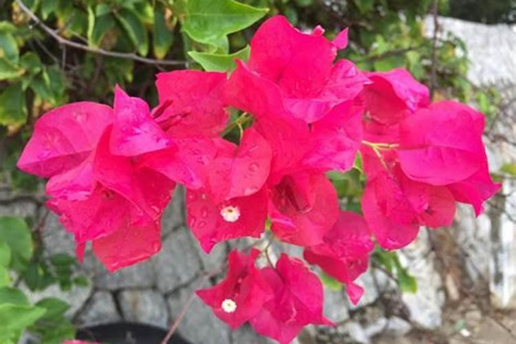三角梅不开花怎么办？喷上一种水立马长花苞