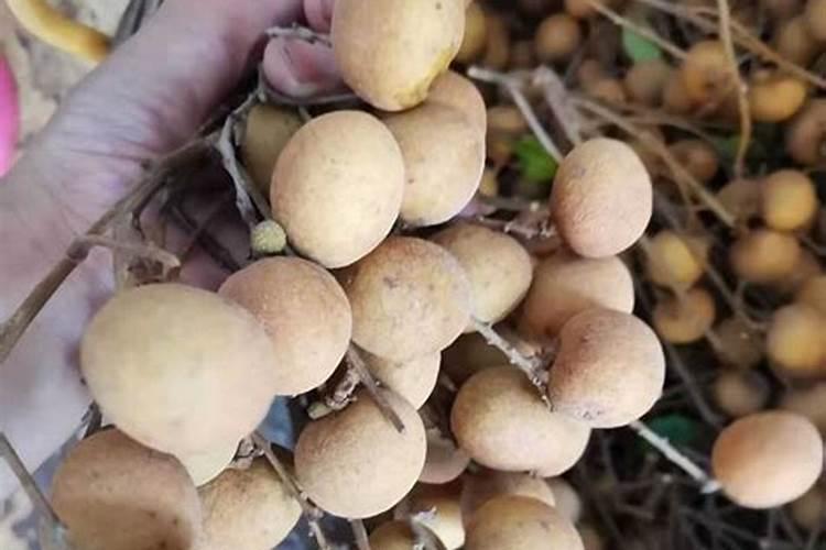 南方果树春季如何施肥,南方果树春季