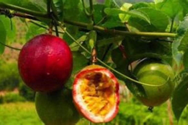 赤咧乙芸苔几天用一次