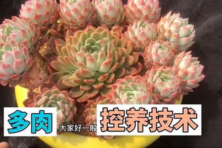 多肉适合哪些肥料