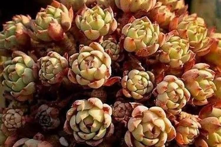 吉娃娃多肉的养植方法施什么肥料,长的太慢,养了二年不见长
