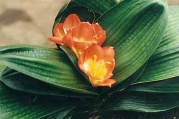 君子兰花需要上啥肥