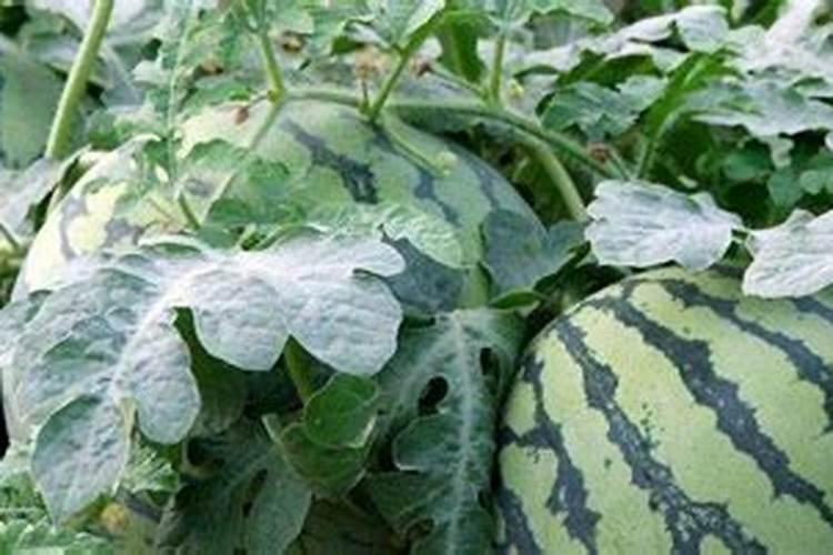 种植西瓜用什么肥料最佳？不同生长阶段,巧施肥料