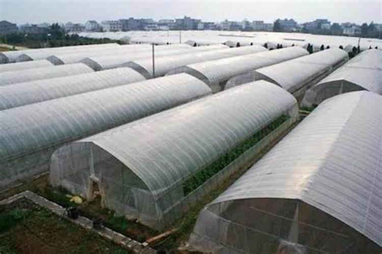 温室大棚蔬菜种植,如何施底肥？
