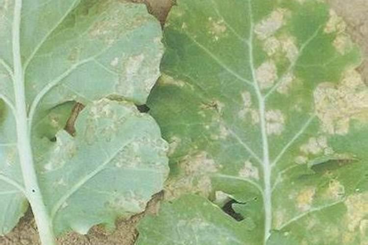 油麦菜叶子发黄的原因 油菜叶子发黄是什么原因