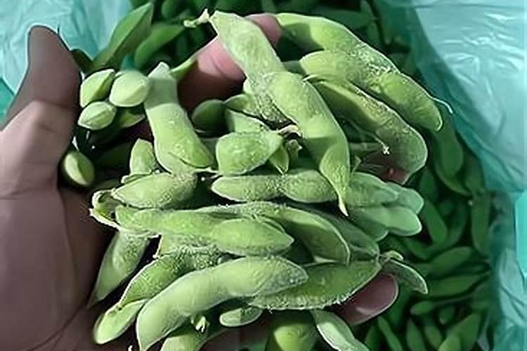 春地膜玉米下茬能种毛豆吗？