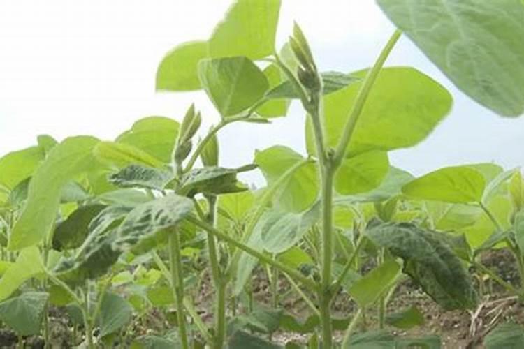 毛豆的施肥方法