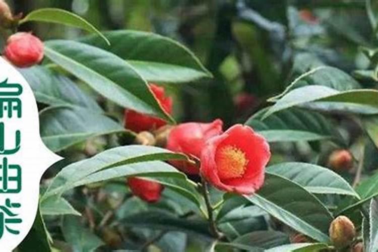 该怎么种植油茶树(茶子树),有什么种植前景
