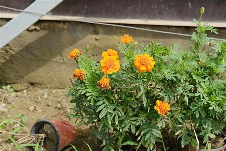 万寿菊菊花施些什么肥料