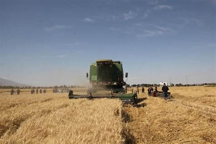 新疆种植冬小麦种植技术？？