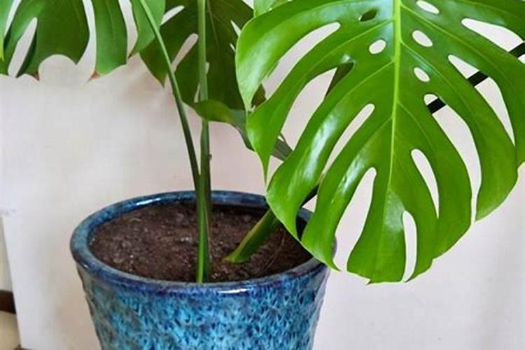 龟背竹花肥用什么合适 肥料制作与使用方法