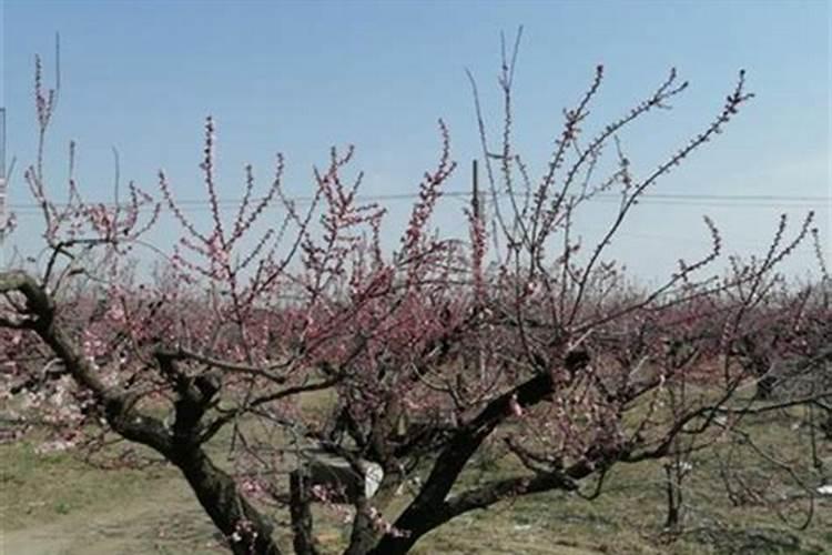 葵花追肥用什么肥好(葵花前期需要冲施什么肥料来吸收)