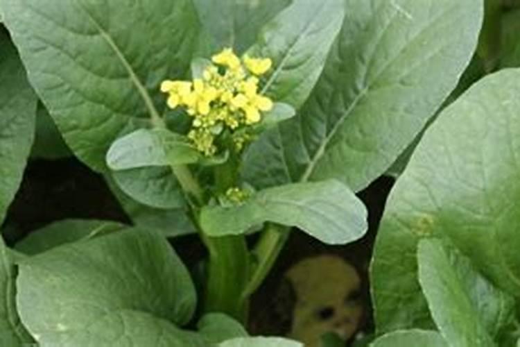 水上怎样种植空心菜？