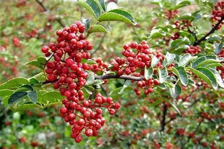 种花椒一亩地一年能收入多少斤？