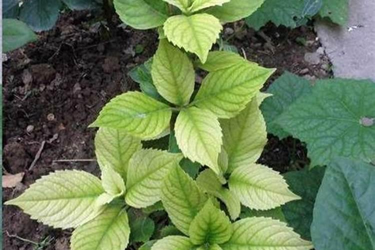 绣球植物缺铁黄化(绣球花缺铁的表现有哪些)