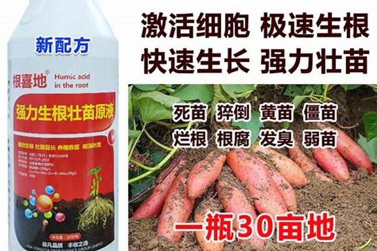 梨树追肥注意什么