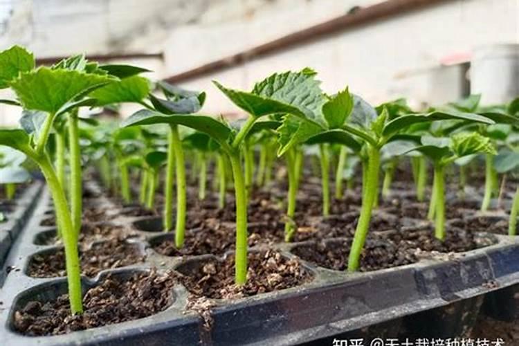 南瓜光长蔓不结果是什么肥施多了