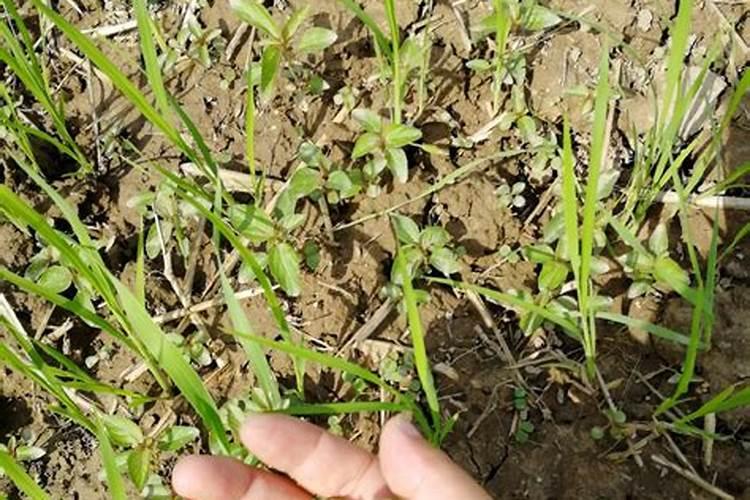苋菜喷磷酸二氢钾和芸苔素能抗低温吗？