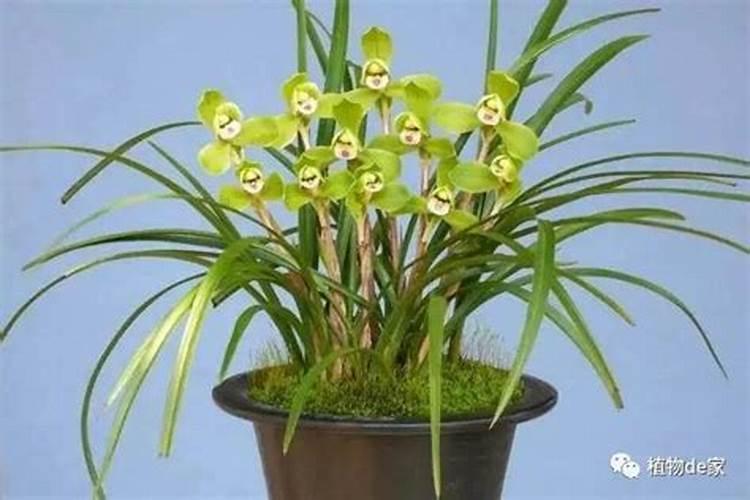 兰花用什么肥可以多开花,自制兰花肥料方法