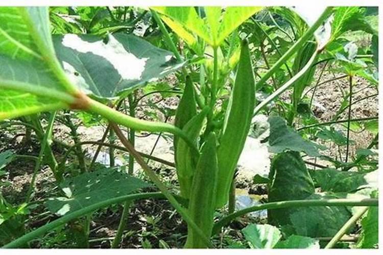 秋葵开花结果期施三个15复合肥好吗？