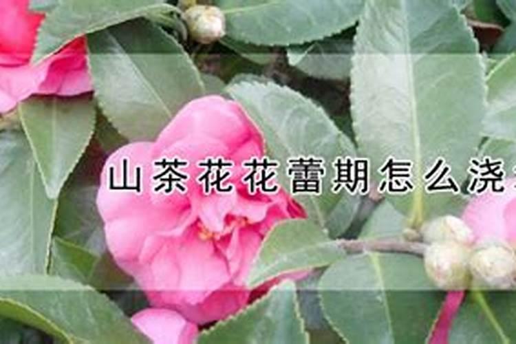山茶花蕾期的正确施肥方法
