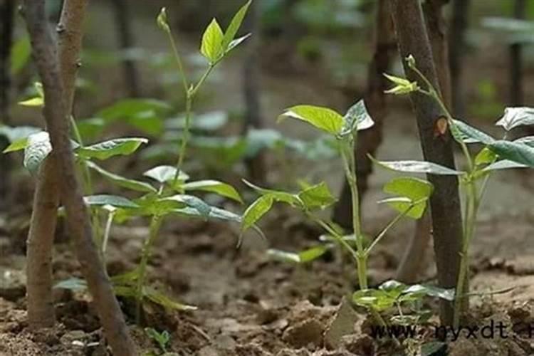 番茄种植方法与管理技术