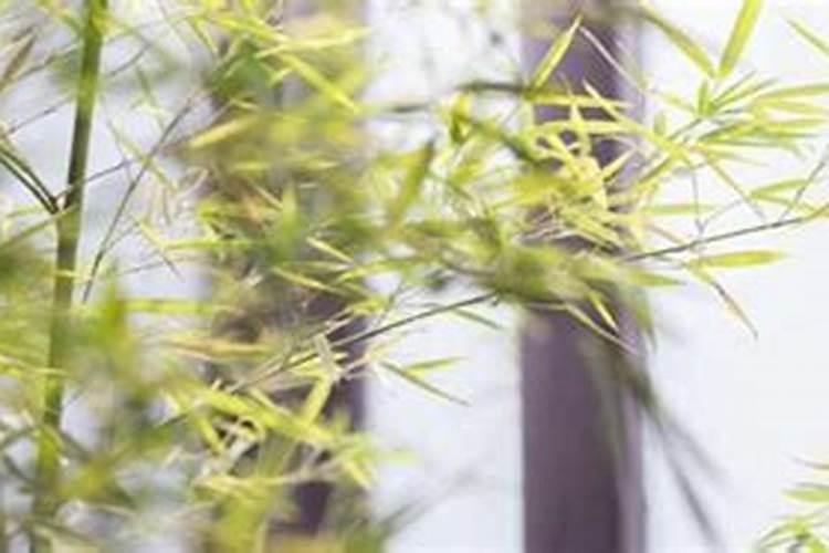 莲花竹什么季节施肥最好