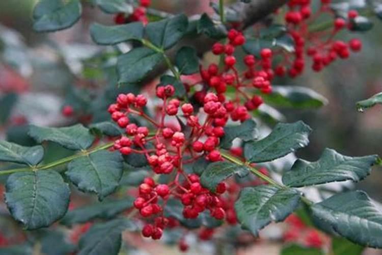 种植花椒要注意什么问题？花椒树春季施什么肥？