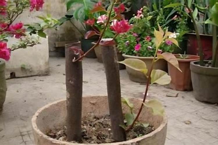 盆栽三角梅如何施底肥