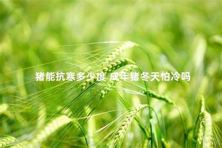 羊粪是什么肥料