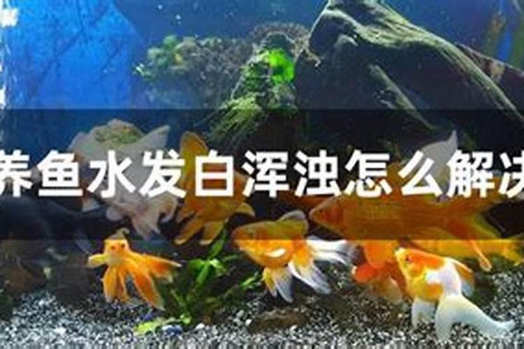 鱼池水混怎样治理