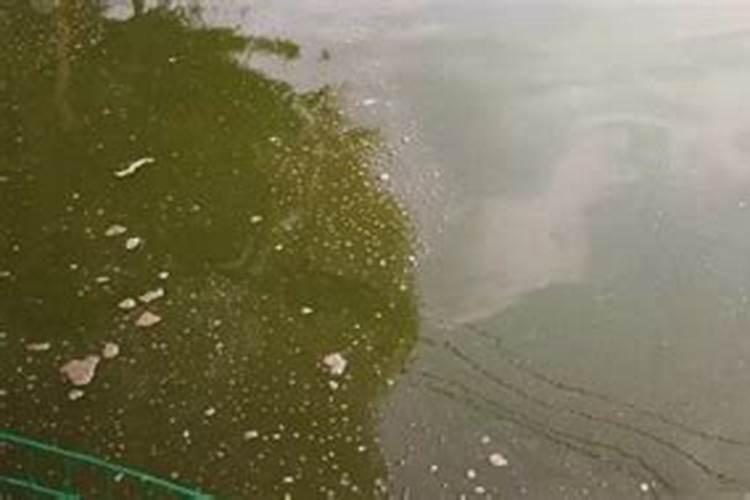 鱼池水混怎样治理
