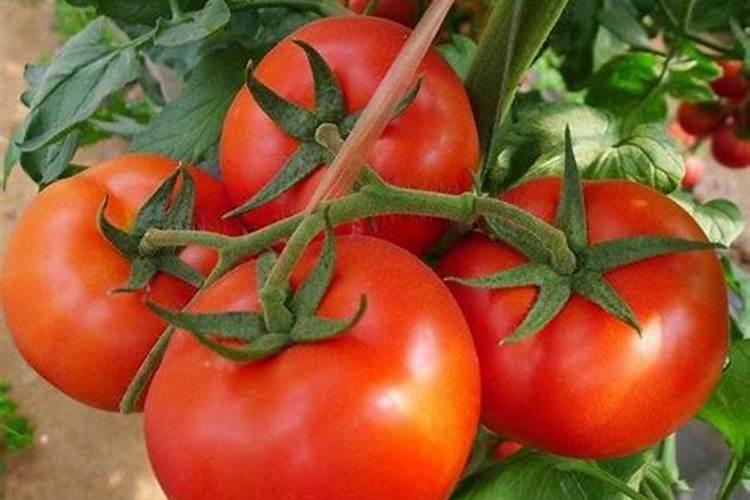 西红柿的种植用什么肥料好