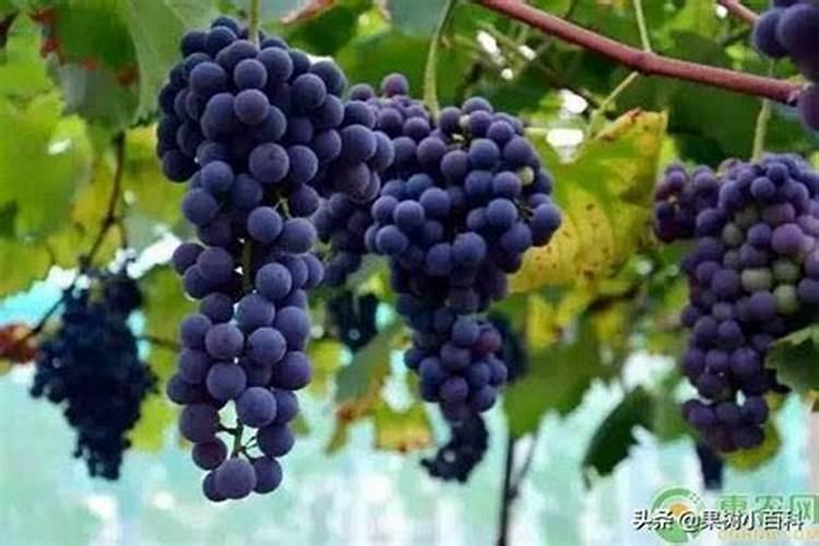 葡萄什么时候上肥料最好