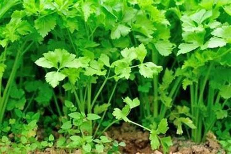 如何解决香菜种植重茬问题？