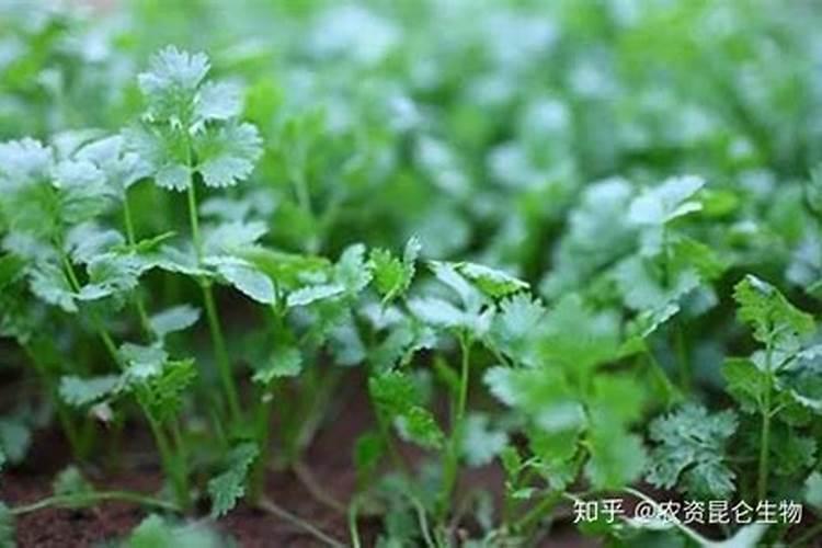 香菜重茬如何防治
