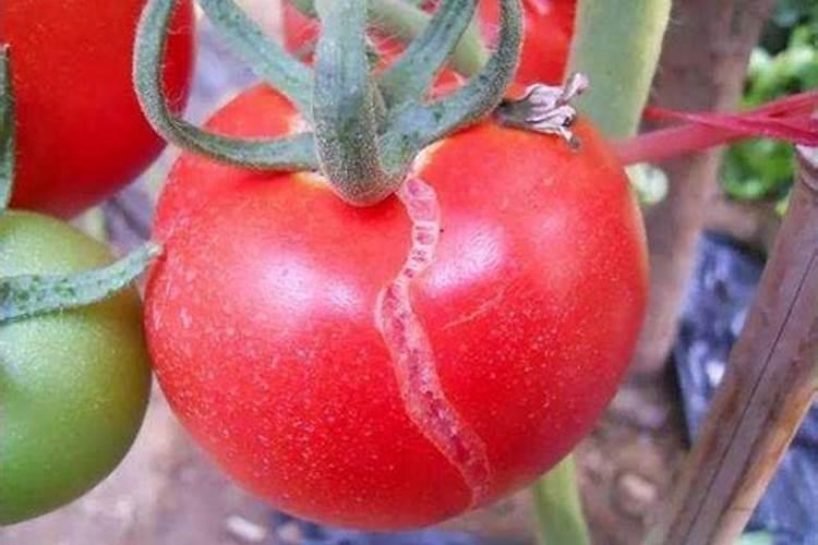 种花生怎么施底肥,施什么底肥种花生用什么肥料最好