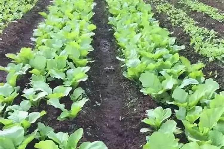 沙土地适合种植什么果树
