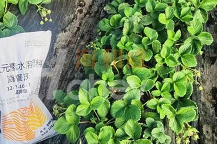 目前市面上大量元素水溶肥质量参差不齐,价格差别较大,主要原因有哪些...