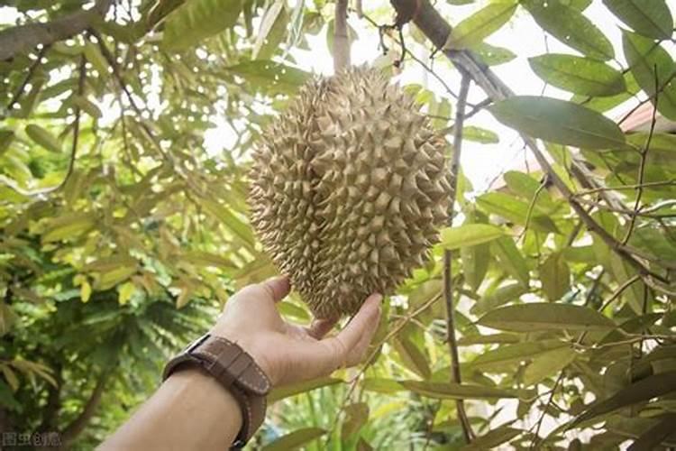 提高榴莲果实品质的种植技巧有哪些 榴莲高产养殖方法