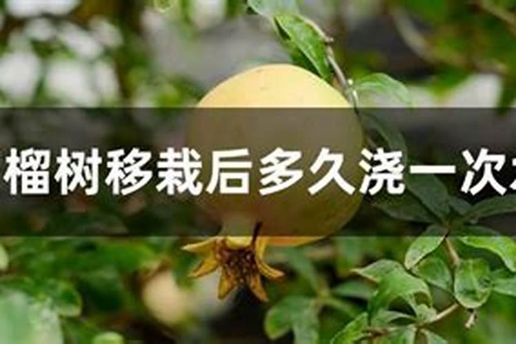新栽果树什么时候施肥最好