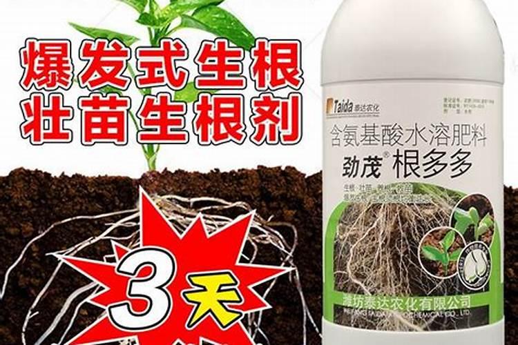 果树移栽后多久生根