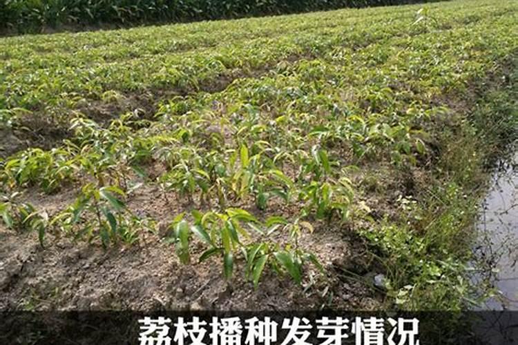 新栽的果树多久可以施肥